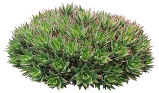 高清树木素材 免抠PSD植物素材 美术绘画园林贴图 树草灌木花草