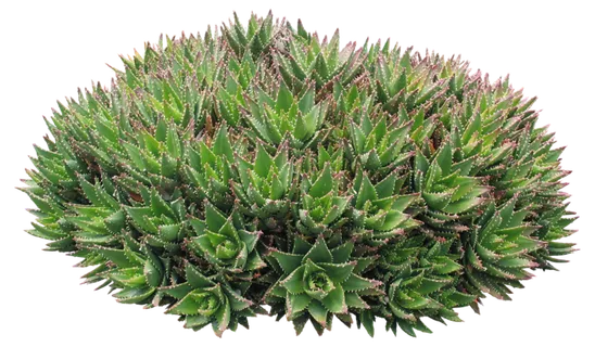 高清树木素材 免抠PSD植物素材 美术绘画园林贴图 树草灌木花草 高清树木素材 免抠PSD植物素材 美术绘画园林贴图 树草灌木花草