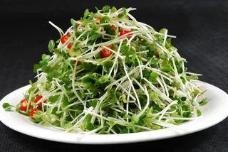 LCSC2492生拌萝卜苗  16