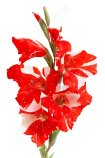 节日红色鲜花图片下载 节日红色鲜花图片下载