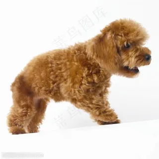 小型犬-棕色的狗狗侧面