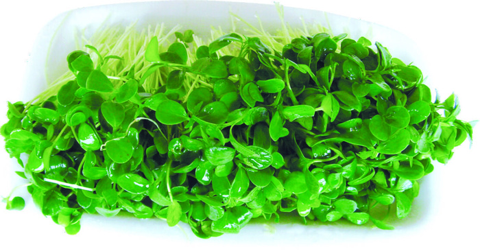 火锅配菜之豆苗