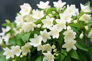 大簇白色小花绿叶摄影图