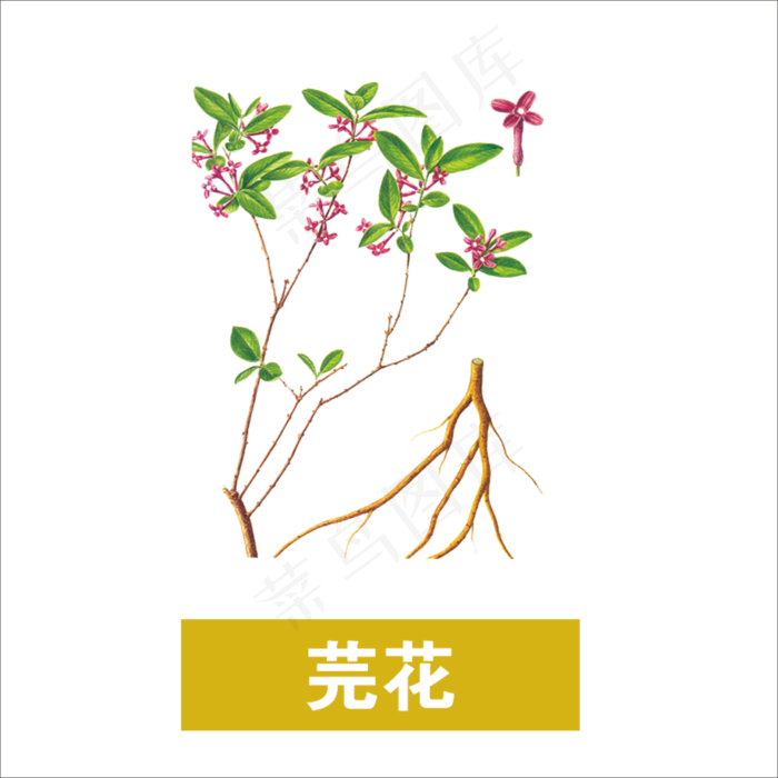 手绘草本中药药材芫花
