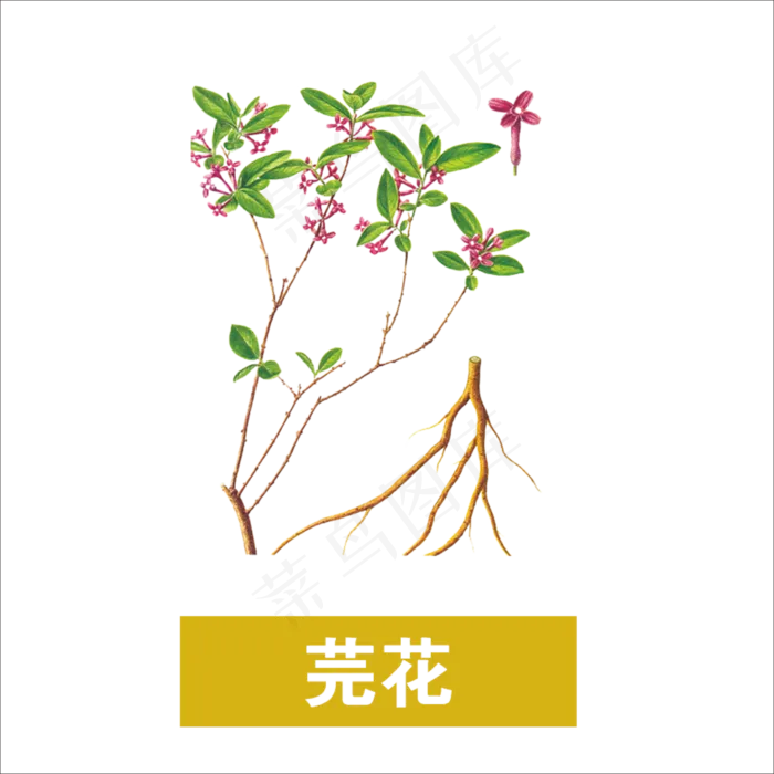 手绘草本中药药材芫花