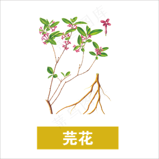 手绘草本中药药材芫花