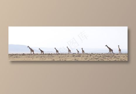 在四处觅食的长颈鹿们摄影高清图片