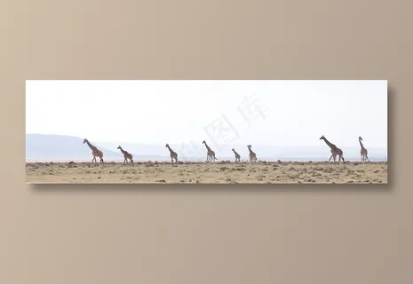 在四处觅食的长颈鹿们摄影高清图片