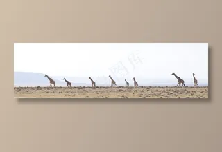 在四处觅食的长颈鹿们摄影高清图片