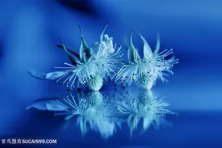 高清唯美鲜花摄影图片