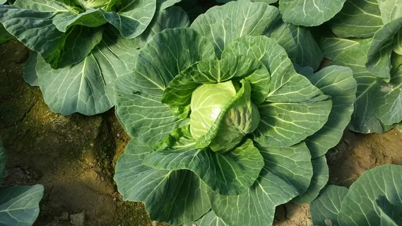 菜园卷心菜图片 菜园卷心菜图片