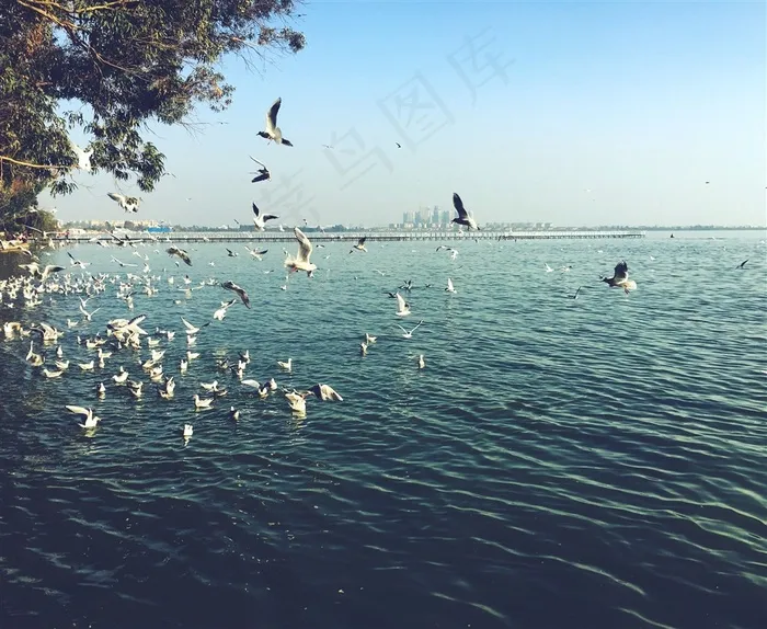 有海有树有鸥