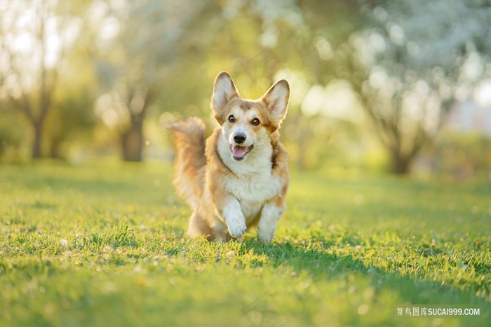 奔跑的宠物狗
