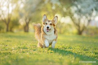 奔跑的宠物狗