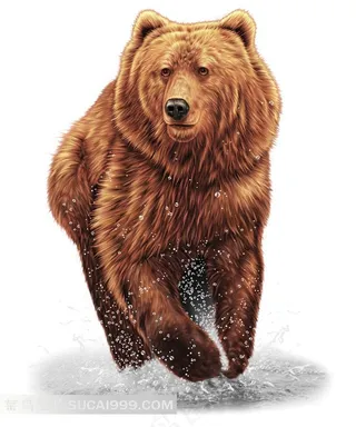 棕熊高清素材图片