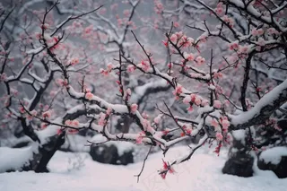 冬季梅花树枝白雪覆盖雪景摄影图