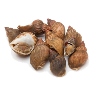 螺贝类带壳类(2)海鲜超市商品红酒白底图免抠实物摄影png格式图片透明底