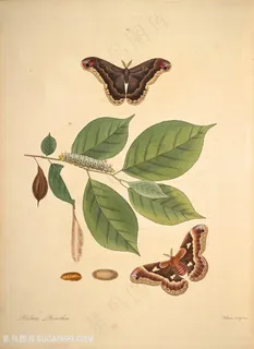 蝴蝶植物树叶复古图谱