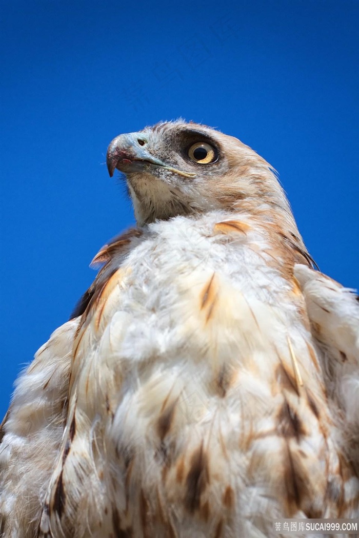 雏鸟小鹰鸟图片