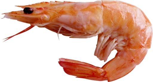 虾 PNG免抠(682x368)