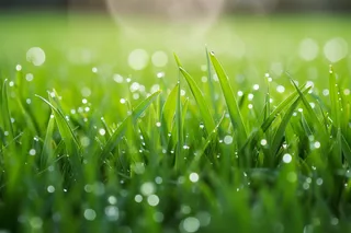 清晨草坪的嫩叶上挂满了露珠摄影图