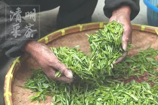 清明节采茶图片