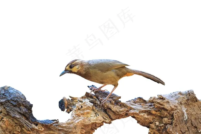 在枝头上的小鸟图