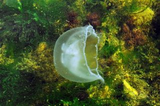 透明白色水母图片