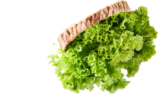 生菜 (4)超市商品白底图免抠实物摄影png格式图片透明底