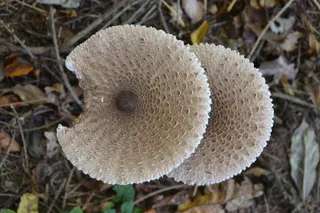 白色牛肝菌菇图片