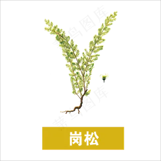 手绘草本中药药材岗松