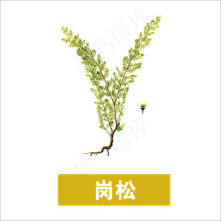 手绘草本中药药材岗松