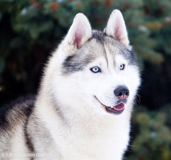 高清哈士奇摄影图片