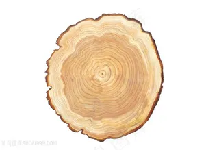 树木年轮摄影图片