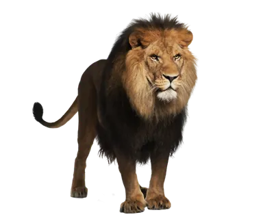 狮子动物园动物森林野生设计素材