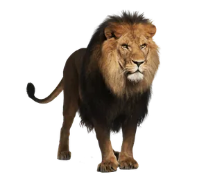 狮子动物园动物森林野生设计素材