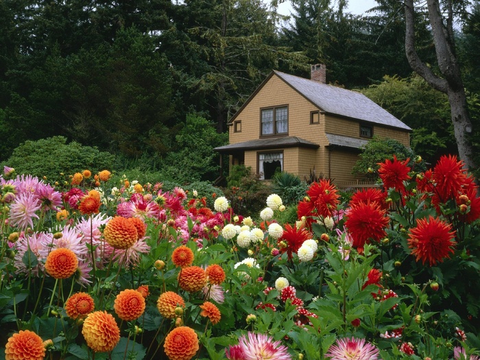 花丛中的小屋