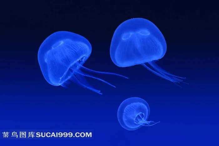 海水中的蓝色水母