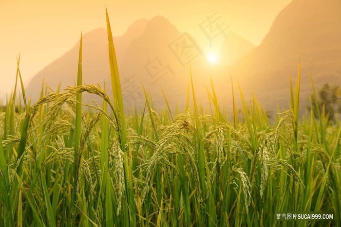 绿色稻田风景图片