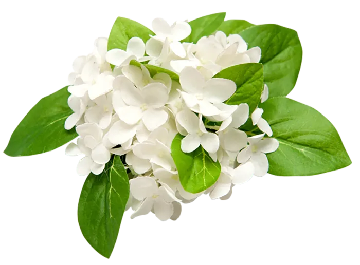 白花 绿草 素材 免扣