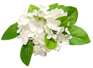 白花 绿草 素材 免扣