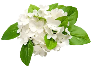 白花 绿草 素材 免扣