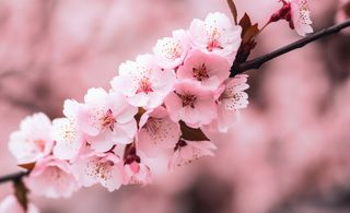 樱花盛开的壁纸插画背景