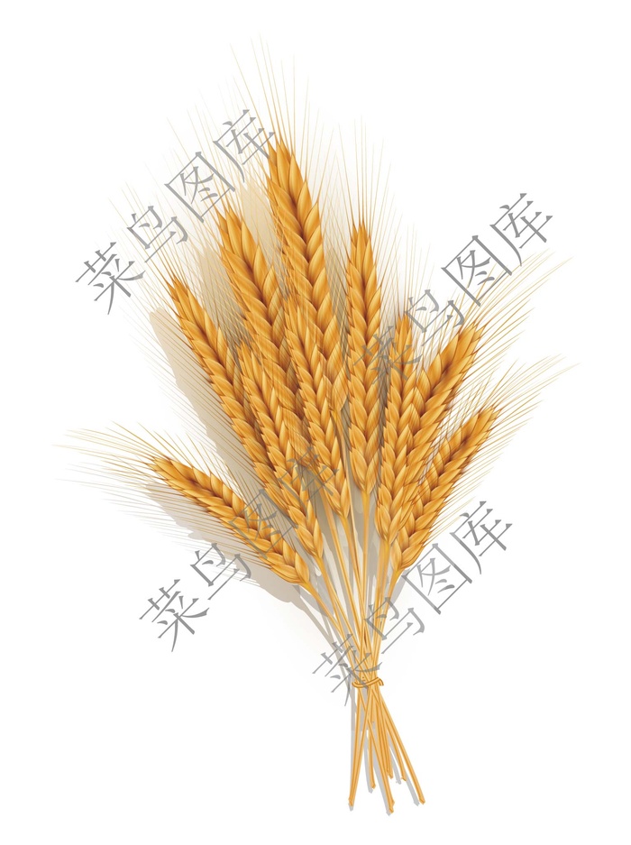 稻谷矢量图