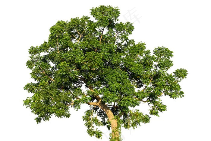 茂盛的树木素材摄影大图