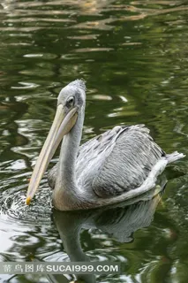 高清水鸟鹈鹕写真 高清水鸟鹈鹕写真