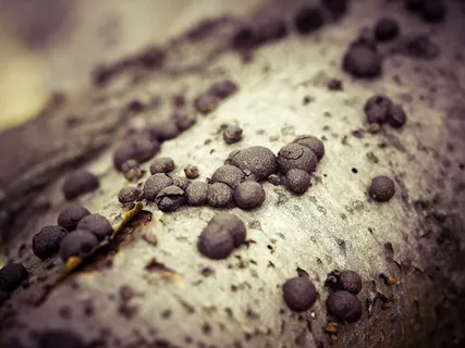 长在树上的蘑菇图片 长在树上的蘑菇图片