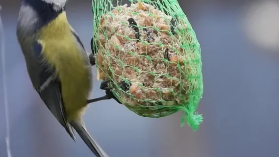 山雀, 喂食, 鸟给盘, 谷物, 鸟类, 花园, 食物, 喙