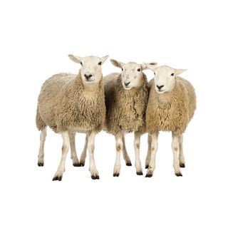 免抠绵羊实物摄影图片