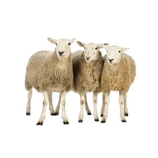 免抠绵羊实物摄影图片